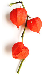 three orange Japanese Lanterns
