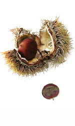 a chestnut in its spiky cover