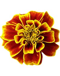 a red and yellow marigold blossom
