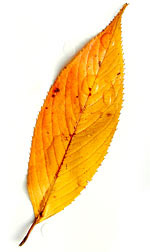 a narrow yellow leaf