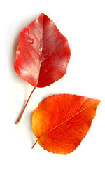 two red leaves