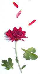 a red chrysanthemum