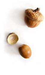 two acorns