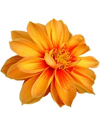 an orange dahlia blossom
