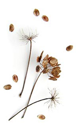 three grass heads with scattered seeds
