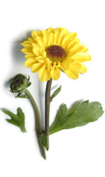 a yellow zinnia