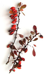 two twigs with red berries