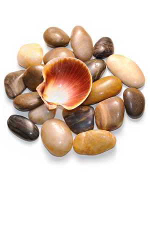 Pebbles and shell