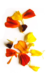 yellow and red marigold petals