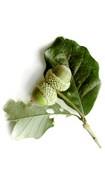 Oak leaves and acorns