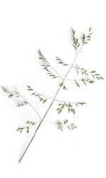 seed head of grasses