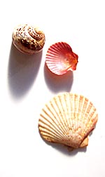 sea shells