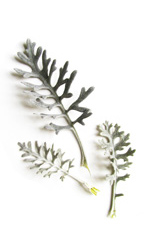 dusty miller leaves