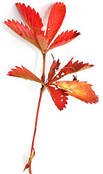 red and green virginia creeper