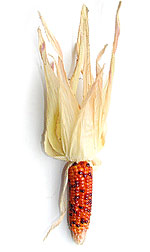 ear of indian corn