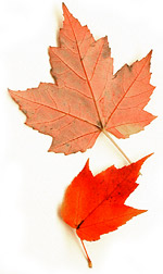 red maple leaves