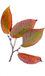 red and green fall leaves