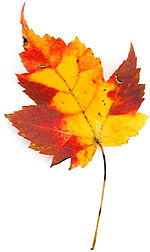 yellow and red maple leaves