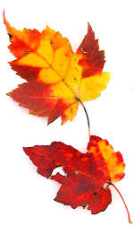 yellow and red maple leaves