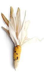 ear of yellow indian corn