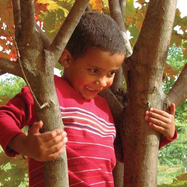 boy climbing tree