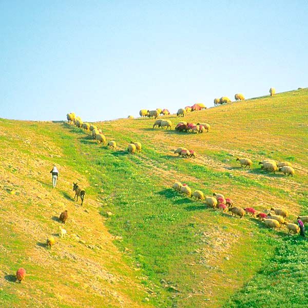 shepherd and sheep in pasture