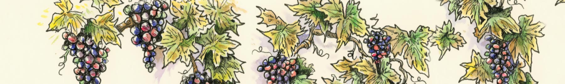 drawing of grapes