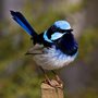photo of Australian wren