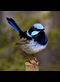 photo of Australian wren
