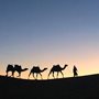 a camel train in the desert