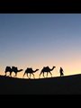 a camel train in the desert