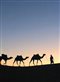 a camel train in the desert