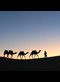 a camel train in the desert