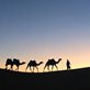 a camel train in the desert