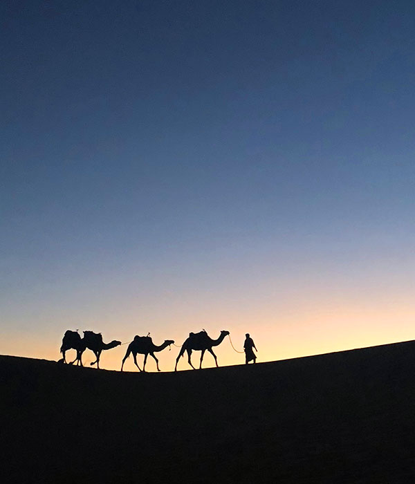 camels silhouetted against a blue dusky sky