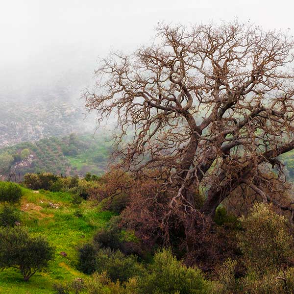 photo of gnarled dead tree