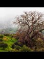 photo of gnarled dead tree