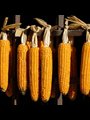 corn cobs drying on a rack