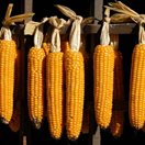 corn cobs drying on a rack