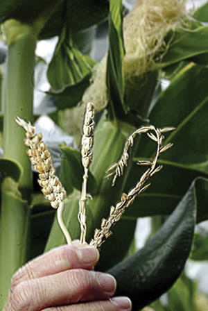 photo of maize predecessor by Mary Eubanks