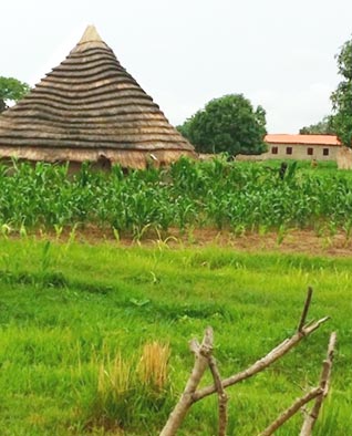 photo of maize field by Mary Eubanks