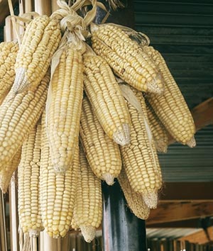 photo of maize by Mary Eubanks