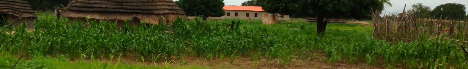 corn field in Sudan