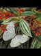 Detail from a painting by Marianne North, Trees Laden with Parasites and Epiphytes in a Brazilian Garden.