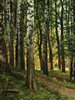 A painting by Ivan Shishkin depicting a birch grove with sunlight filtering through green leaves.