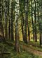 A painting by Ivan Shishkin depicting a birch grove with sunlight filtering through green leaves.