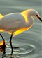 Photograph of Snowy Egret