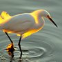 Photograph of Snowy Egret