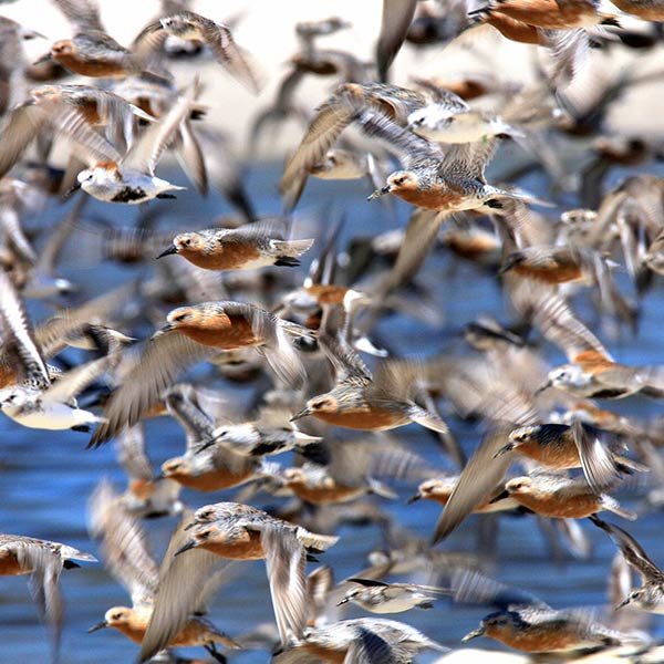 Photo of red knots, dunlins, and ruddy turnstones by Bill Dalton
