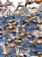 Photo of red knots, dunlins, and ruddy turnstones by Bill Dalton